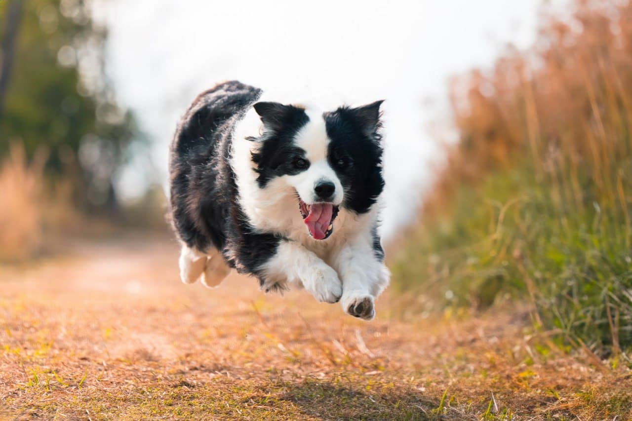 Pet photography — dog portrait session