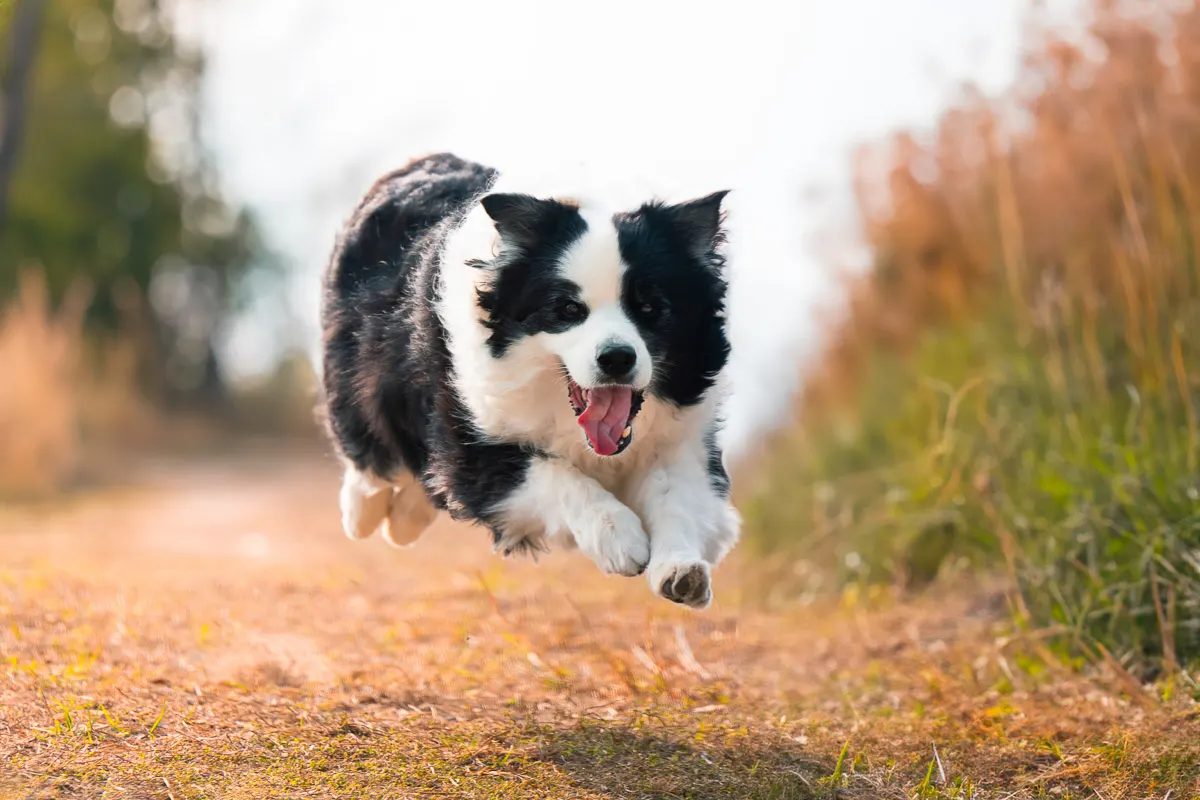 Playful dog posing outdoors during a pet photography session in Singapore by SixSixty Studio