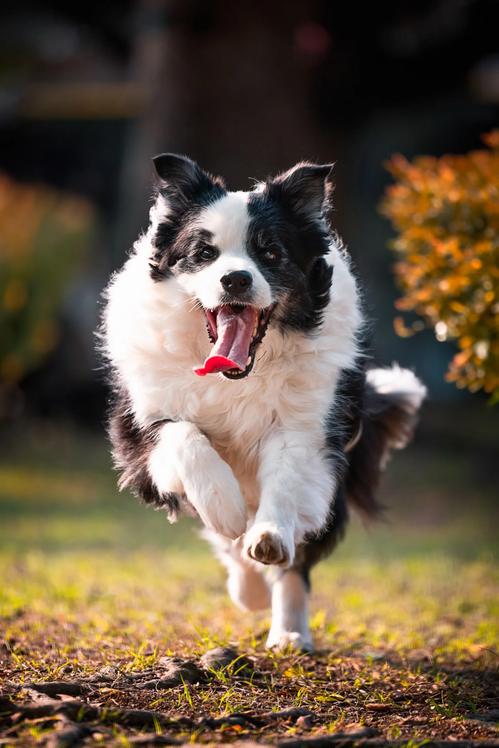 Border collie Obi posing with sunrise backdrop at West Coast Park Singapore