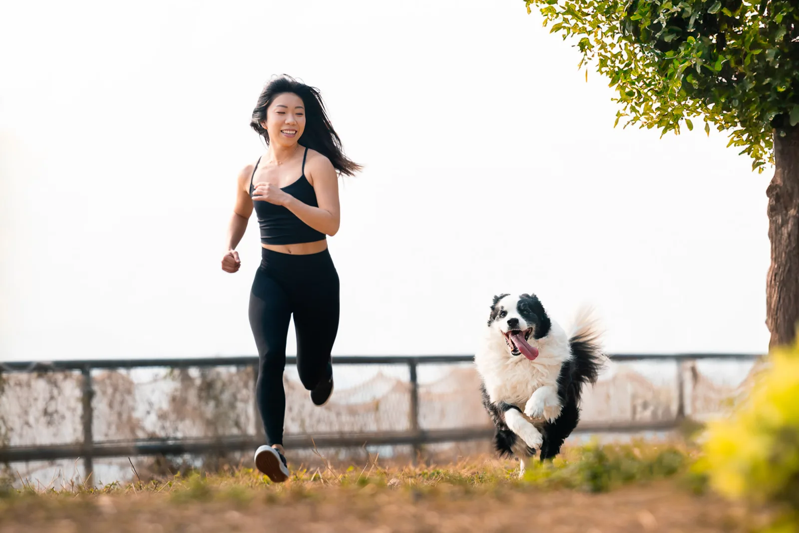 Border collie portrait during golden sunrise at Singapore West Coast Park