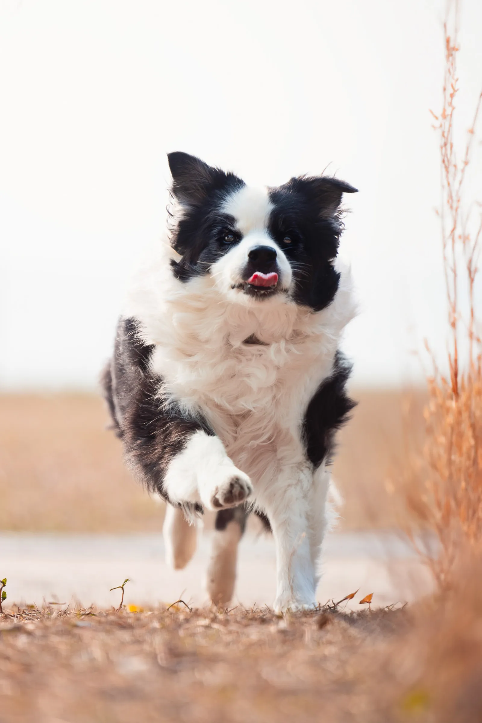 Darryl with border collie Obi during candid pet photography moment at West Coast Park