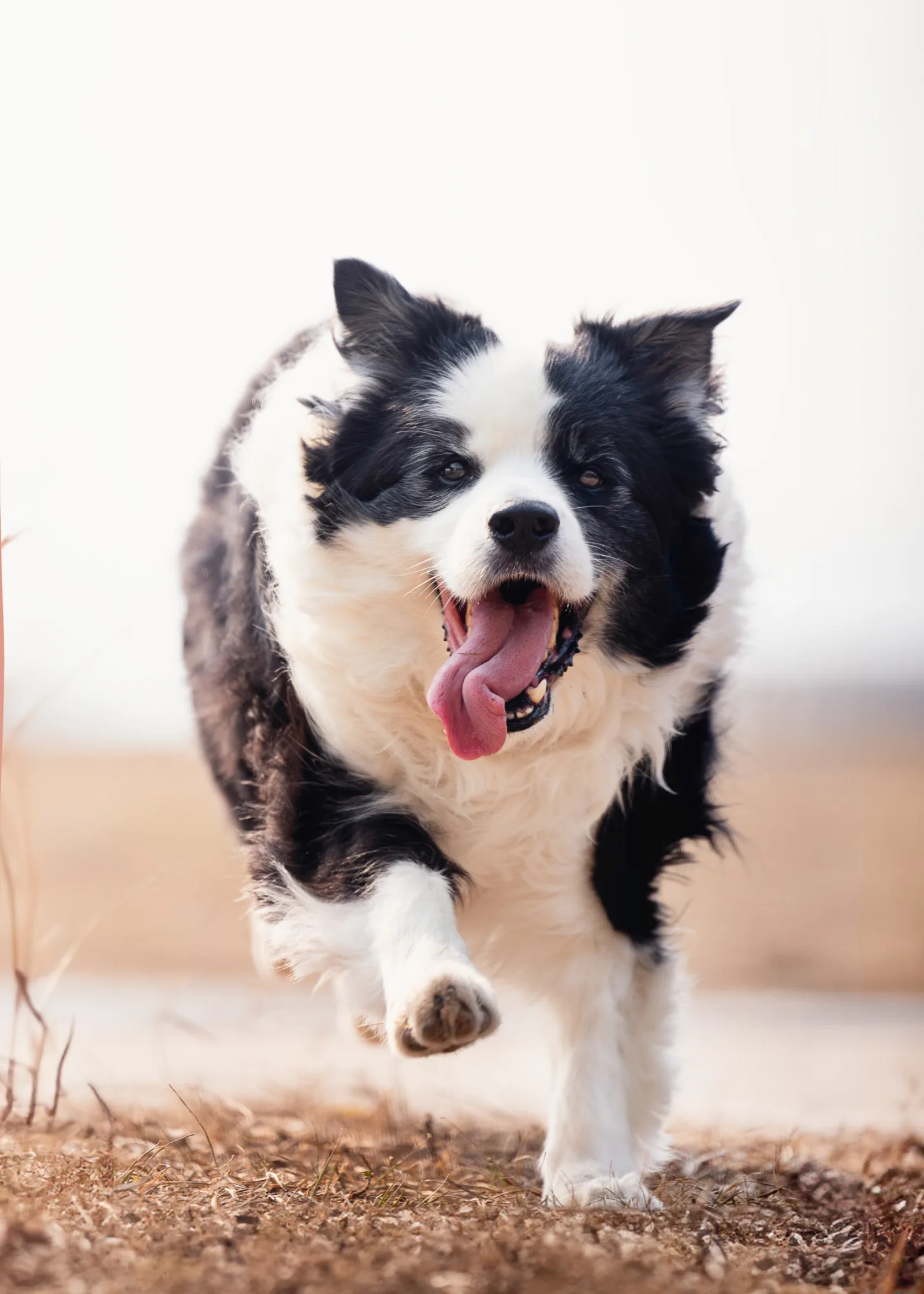 Darryl and Ivy walking with Obi along the waterfront during golden hour pet photography session