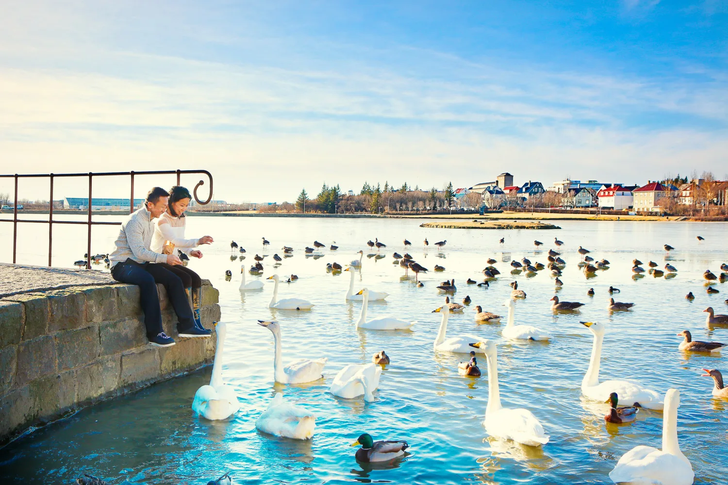 Desiree and Derek feeding birds by the water in Reykjavik