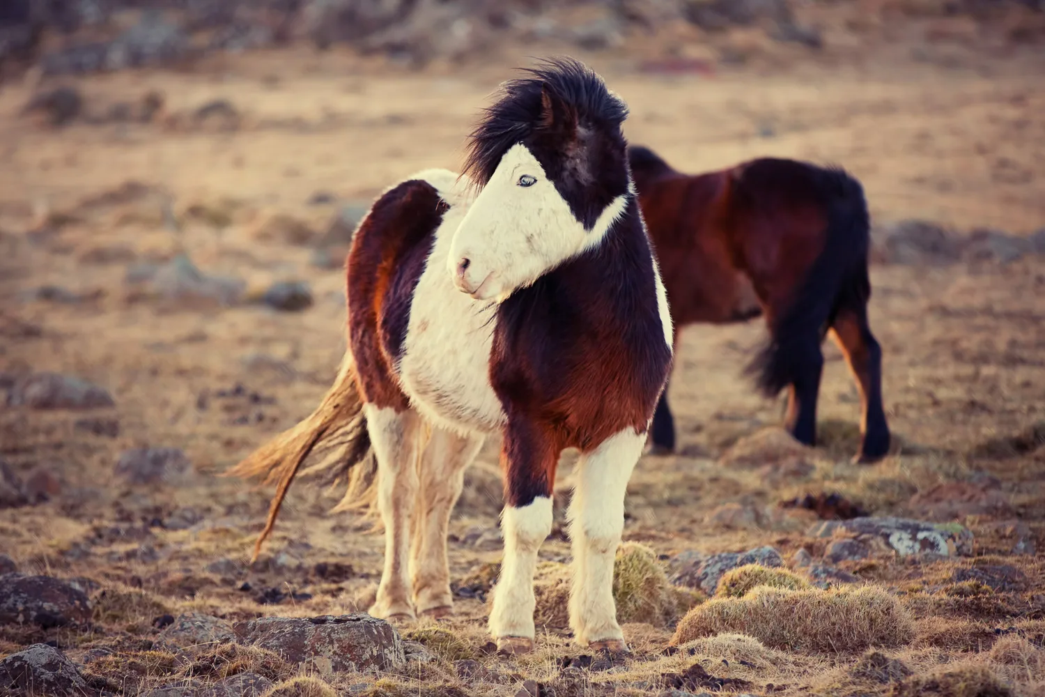 Icelandic horses standing in an open field during Desiree and Derek's engagement adventure