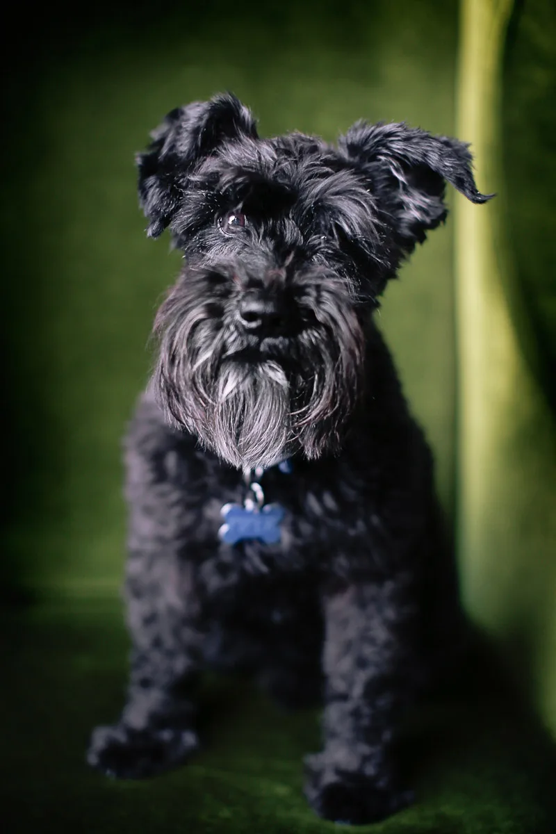 The family dog sitting for an individual portrait during the at-home session