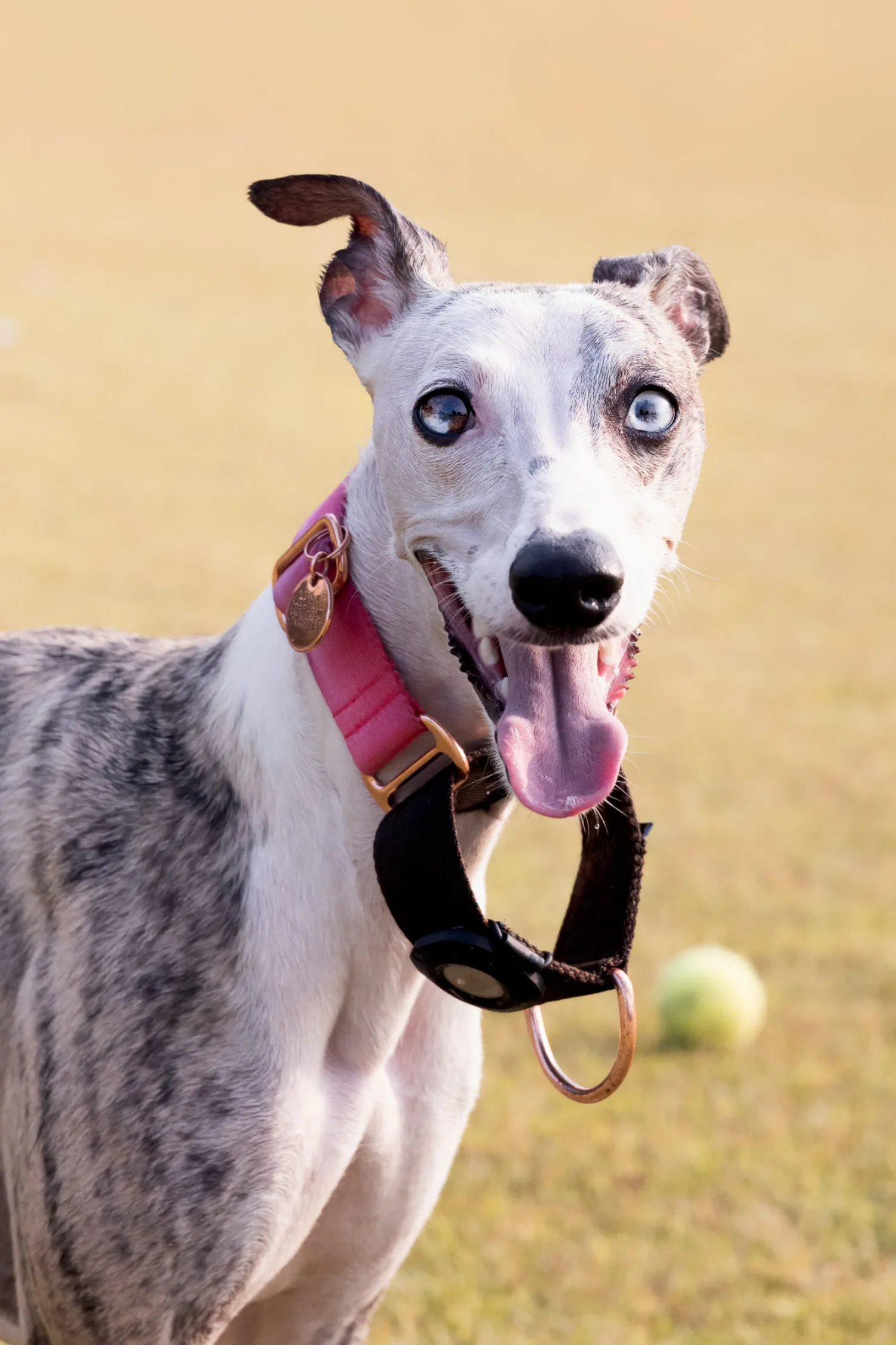 Luna the whippet with striking heterochromia eyes, panting happily with a tennis ball nearby
